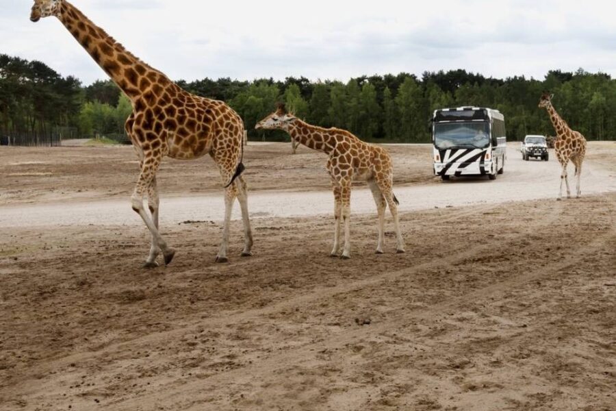 Beekse Bergen Bussafari Giraffen